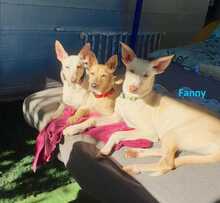 FANNY, Hund, Podenco-Mix in Spanien - Bild 7