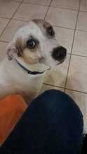 JACK, Hund, Terrier-Mix in Italien - Bild 1