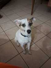 JACK, Hund, Terrier-Mix in Italien - Bild 2