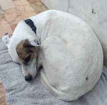 JACK, Hund, Terrier-Mix in Italien - Bild 3