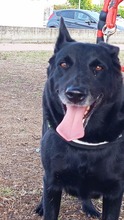 GRETA, Hund, Deutscher Schäferhund-Labrador-Mix in Italien - Bild 1