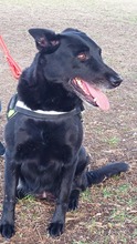 GRETA, Hund, Deutscher Schäferhund-Labrador-Mix in Italien - Bild 3