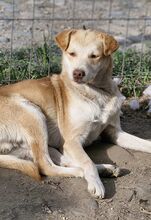 JARO, Hund, Mischlingshund in Rumänien - Bild 1