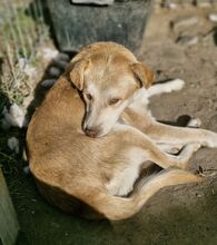 JARO, Hund, Mischlingshund in Rumänien - Bild 5