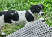 HENRI, Hund, Mischlingshund in Griechenland - Bild 1