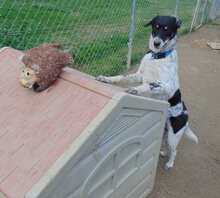 HENRI, Hund, Mischlingshund in Griechenland - Bild 14