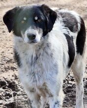 HENRI, Hund, Mischlingshund in Griechenland - Bild 15