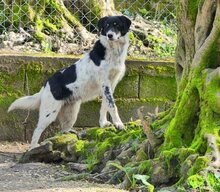 HENRI, Hund, Mischlingshund in Griechenland - Bild 16