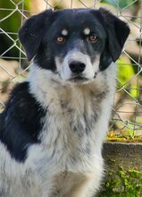 HENRI, Hund, Mischlingshund in Griechenland - Bild 17