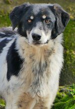 HENRI, Hund, Mischlingshund in Griechenland - Bild 18