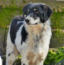 HENRI, Hund, Mischlingshund in Griechenland - Bild 19