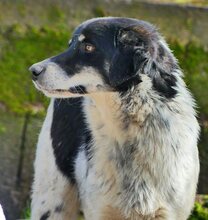 HENRI, Hund, Mischlingshund in Griechenland - Bild 20