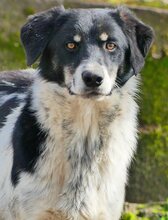 HENRI, Hund, Mischlingshund in Griechenland - Bild 21