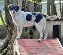 HENRI, Hund, Mischlingshund in Griechenland - Bild 22