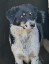 HENRI, Hund, Mischlingshund in Griechenland - Bild 23