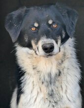 HENRI, Hund, Mischlingshund in Griechenland - Bild 24