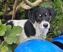 HENRI, Hund, Mischlingshund in Griechenland - Bild 3