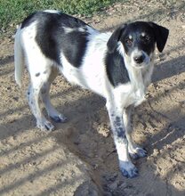 HENRI, Hund, Mischlingshund in Griechenland - Bild 4