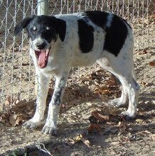 HENRI, Hund, Mischlingshund in Griechenland - Bild 5