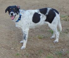 HENRI, Hund, Mischlingshund in Wallerstein - Bild 11