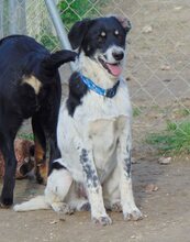 HENRI, Hund, Mischlingshund in Wallerstein - Bild 12