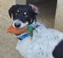 HENRI, Hund, Mischlingshund in Wallerstein - Bild 13