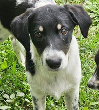 HENRI, Hund, Mischlingshund in Wallerstein - Bild 2
