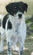 HENRI, Hund, Mischlingshund in Wallerstein - Bild 25
