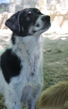 HENRI, Hund, Mischlingshund in Wallerstein - Bild 26
