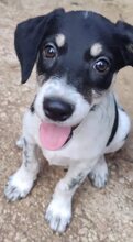 HENRI, Hund, Mischlingshund in Wallerstein - Bild 6