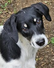 HENRI, Hund, Mischlingshund in Wallerstein - Bild 7