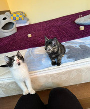 ALMOND, Katze, Europäisch Kurzhaar in Bulgarien - Bild 31