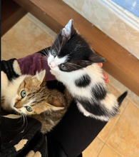 ALMOND, Katze, Europäisch Kurzhaar in Bulgarien - Bild 34