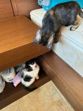 ALMOND, Katze, Europäisch Kurzhaar in Bulgarien - Bild 35