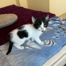 ALMOND, Katze, Europäisch Kurzhaar in Bulgarien - Bild 36