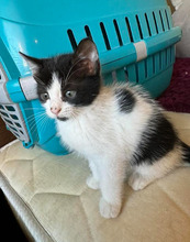 ALMOND, Katze, Europäisch Kurzhaar in Bulgarien - Bild 37