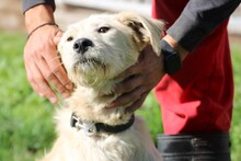 MELVIN, Hund, Mischlingshund in Rumänien - Bild 2