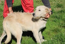 MELVIN, Hund, Mischlingshund in Rumänien - Bild 3