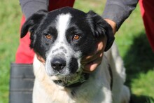 BOBI, Hund, Labrador-Australian Shepherd-Mix in Rumänien - Bild 1