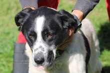 BOBI, Hund, Labrador-Australian Shepherd-Mix in Rumänien - Bild 2