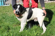 BOBI, Hund, Labrador-Australian Shepherd-Mix in Rumänien - Bild 3