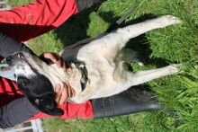 BOBI, Hund, Labrador-Australian Shepherd-Mix in Rumänien - Bild 4