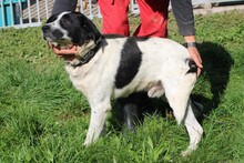 BOBI, Hund, Labrador-Australian Shepherd-Mix in Rumänien - Bild 5