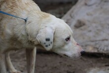 MARINO, Hund, Dalmatiner-Mix in Rumänien - Bild 4