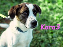 KORA3, Hund, Boxer-Mix in Spanien - Bild 1