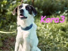 KORA3, Hund, Boxer-Mix in Spanien - Bild 10