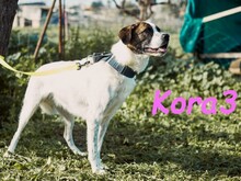 KORA3, Hund, Boxer-Mix in Spanien - Bild 11