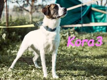 KORA3, Hund, Boxer-Mix in Spanien - Bild 12