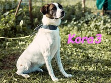 KORA3, Hund, Boxer-Mix in Spanien - Bild 13