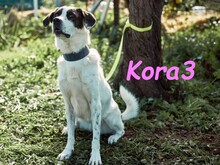 KORA3, Hund, Boxer-Mix in Spanien - Bild 14